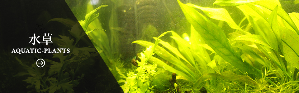 aquatic_plants_banner